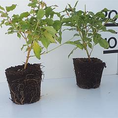 Cornus sang. 'Anny's Winter Orange'