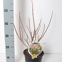 Cotinus cog. 'Young Lady'