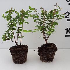 Symphoricarpos ch. 'Hancock'