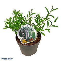 Buddleja alternifolia