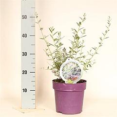 Buddleja alternifolia 'Unique'