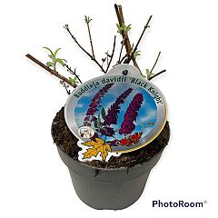 Buddleja d. 'Black Knight'