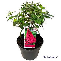 Buddleja d. 'Butterfly Candy Little Ruby'
