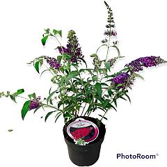 Buddleja d. 'Buzz Pink Purple'