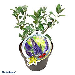 Buddleja d. 'Ellen's Blue'