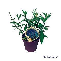 Buddleja d. 'Ile de France'