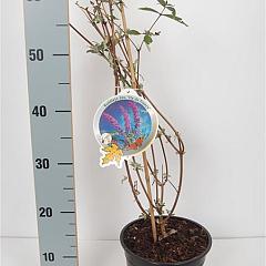 Buddleja d. 'Ile de France'