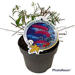 Buddleja d. 'Nanho Purple'