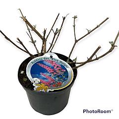 Buddleja d. 'Pink Delight'