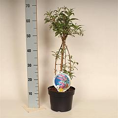 Buddleja d. 'Pink Delight'