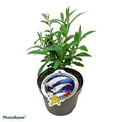 Buddleja d. 'White Profusion'