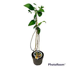 Buddleja weyeriana 'Sungold'