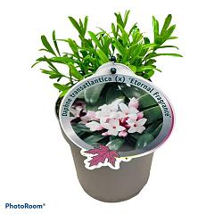 Daphne transatlantica