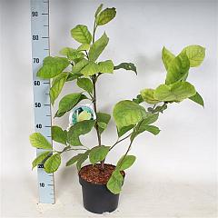 Magnolia 'Yellow River'