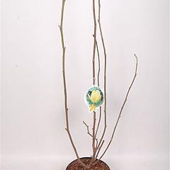 Magnolia 'Yellow River'