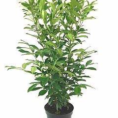 Prunus l. 'Genolia'(R)