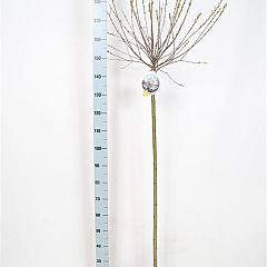 Salix integra 'Hakuro-nishiki'