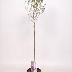 Syringa chinensis 'Dark Purple'