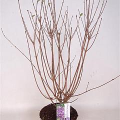 Syringa chinensis 'Dark Purple'