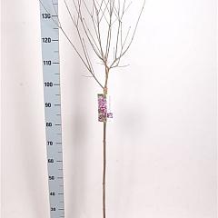 Syringa chinensis 'Dark Purple'