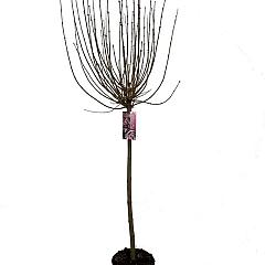 Syringa meyeri 'Palibin'