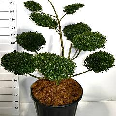 Ilex crenata 'Glory Gem'