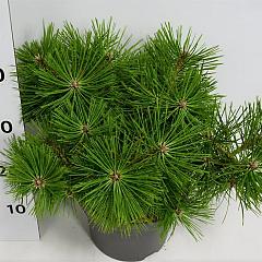 Pinus densiflora 'Jane Kluis'