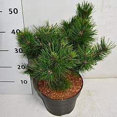 Pinus densiflora 'Low Glow'