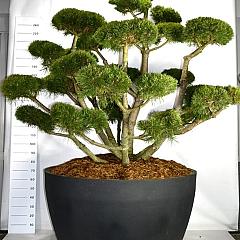 Pinus mugo 'Gnom'