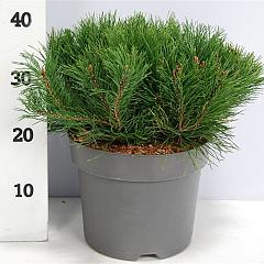 Pinus mugo pumilio
