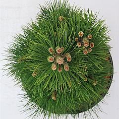 Pinus nigra 'Green Tower'