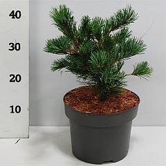 Pinus parviflora 'Negishi'