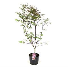 Acer pal. 'Atropurpureum'