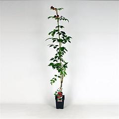 Campsis rad. 'Flamenco'