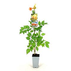 Campsis tagliabuana 'Indian Summer'