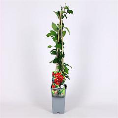 Chaenomeles sup. 'Crimson and Gold'