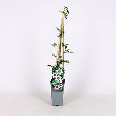 Clematis florida sieboldiana