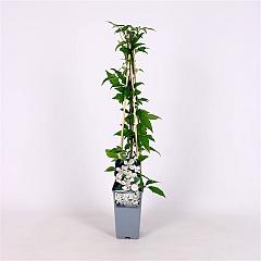 Clematis montana grandiflora