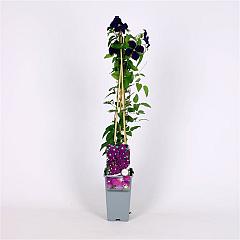 Clematis 'Etoile Violette'