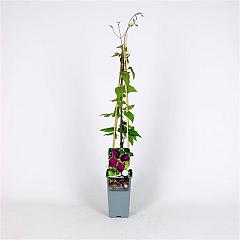 Clematis 'Gipsy Queen'