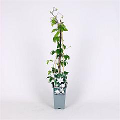 Clematis 'Gladys Picard'