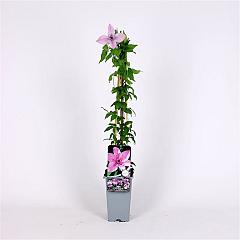 Clematis 'Hagley Hybrid'