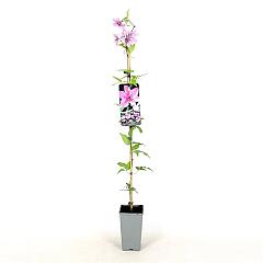 Clematis 'Hagley Hybrid'