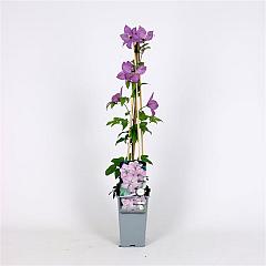 Clematis 'Margaret Hunt'