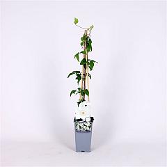 Clematis 'Mrs George Jackman'