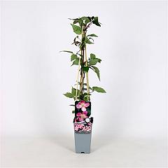 Clematis 'Tetrarose'