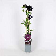 Clematis 'Warszawska Nike'