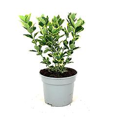 Euonymus jap. 'Ovatus Aureus'