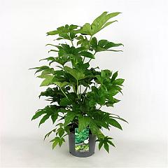 Fatsia japonica