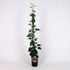 Hedera hel. 'Green Ripple'